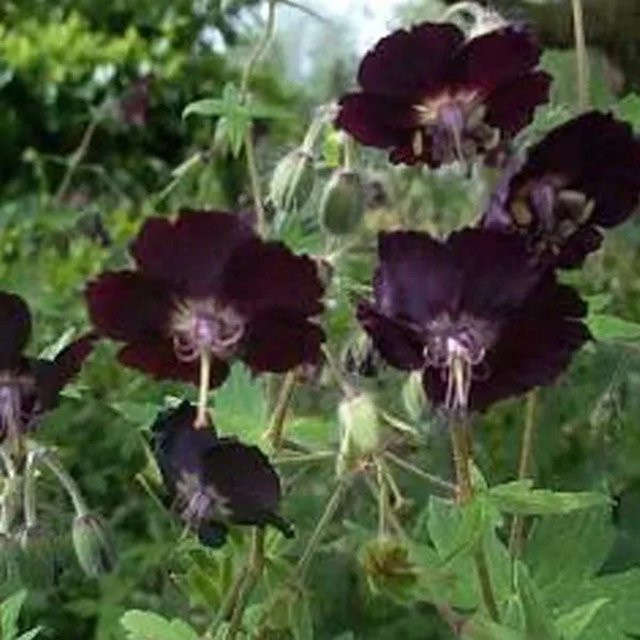 6er Set arborix Storchschnabel Geranium phaeum mit dunkelvioletten Blüten im 9cm Topf - Bild 1