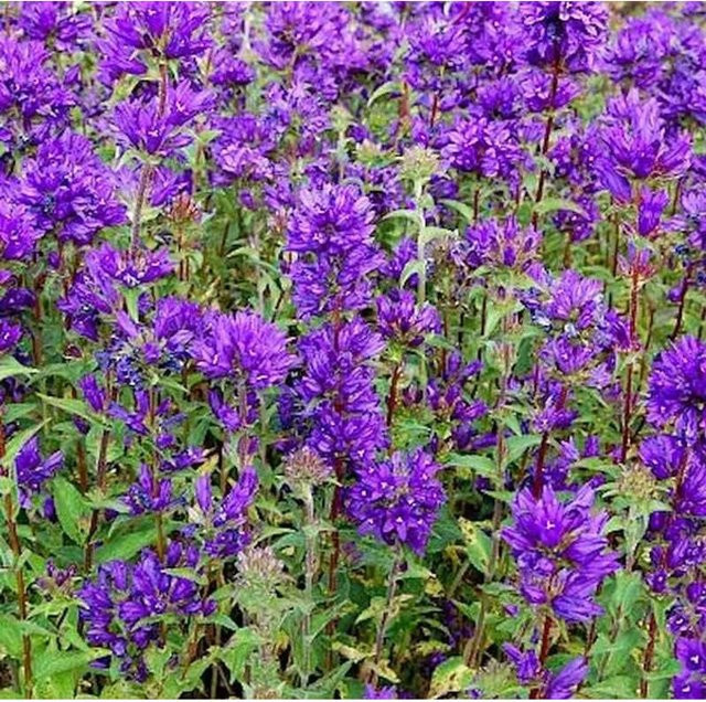 Knäulglockenblume Superba Campanula glomerata lila mehrjährige Schmuckpflanze von Nr-01.de - Bild 1