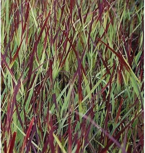 Rutenhirse Külsenmoor Panicum virgatum als mehrjährige Zierpflanze für den Garten in Graugrün und Rotbräunlich - Bild 1