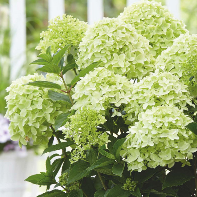 Rispenhortensie Whitelight in Weiß als Topfpflanze von Mein schöner Garten Shop - Bild 1