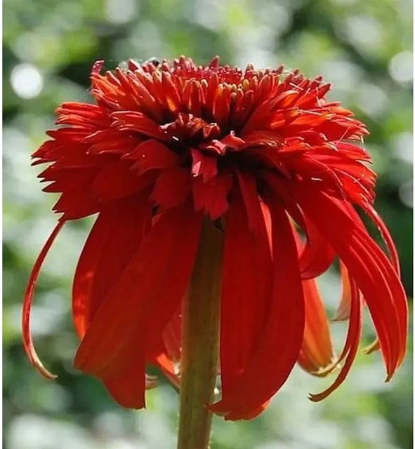 Sonnenhut Hot Papaya Echinacea purpurea Schnittblumepflanze von Die Nr-01.de - Bild 1
