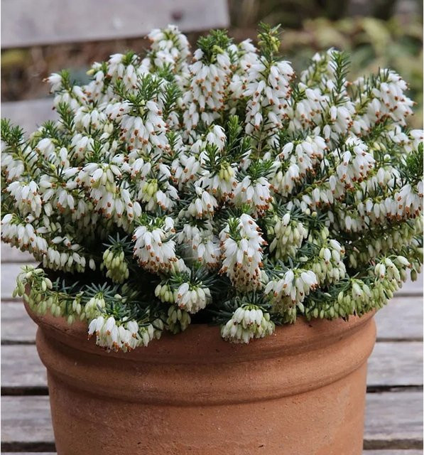 10x Winterheide Isabell Erica carnea als winterblühende Staude für Balkon und Balkonkasten - Bild 1