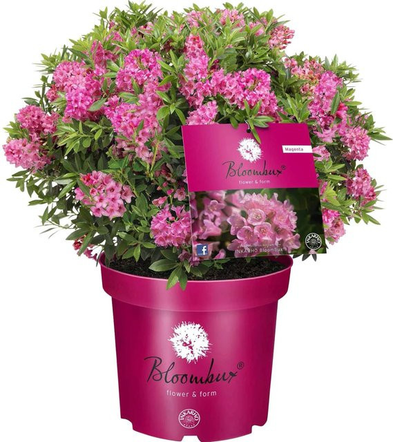 GROW by OBI Zwerg-Rhododendron Bloombux Magenta Rhododendron micranthum, Höhe: ca. 25 cm - Bild 1