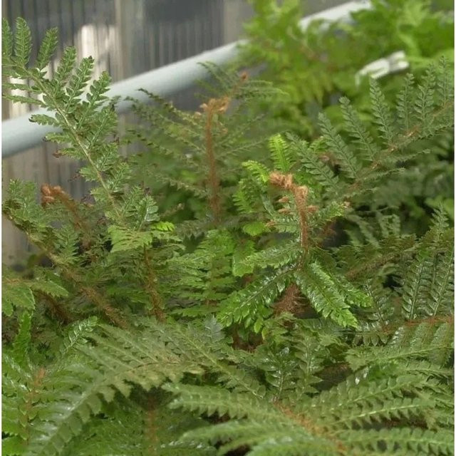 Japanischer Glanzschildfarn Polystichum polyblepharum grüne Gartenpflanze im Topf - Bild 1