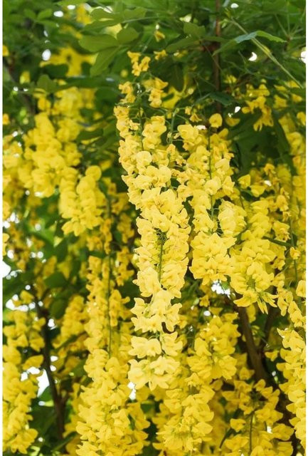 Laburnum Watereri Vossii Goldregen mit gelben Blüten, Höhe: 100–125 cm - Bild 1