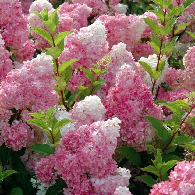 Rispenhortensie Vanille Fraise Hydrangea paniculata von arborix mit rosaweißen Blütenrispen, Höhe: 40 bis 50 cm - Bild 1