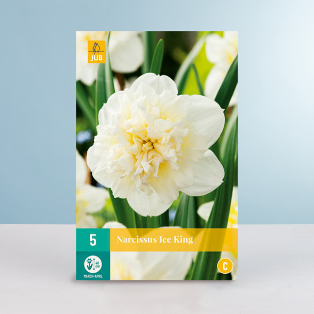 Gefüllte Narzisse Ice King BLUME2000 Zwiebeln für Beet, Blumenkübel und Balkonkasten, 5 Stück - Bild 1