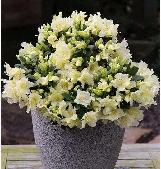 Patty Bee Zwerg Wild Alpenrose Rhododendron keiskei - Bild 1