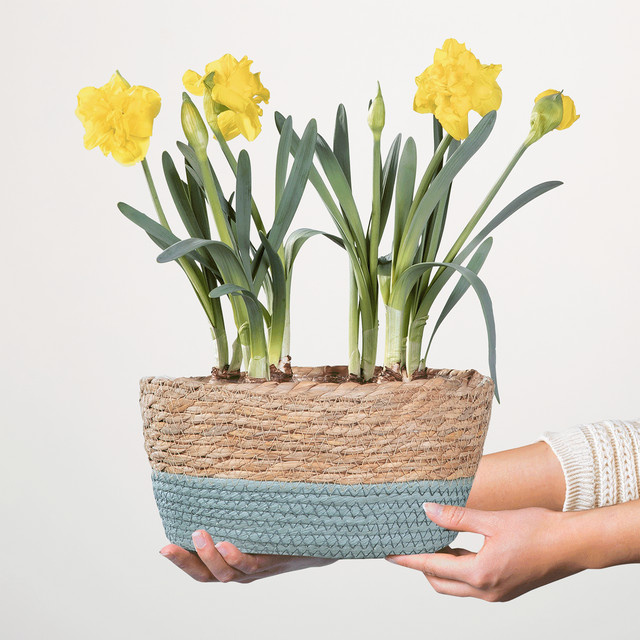 BLUME2000 Narcissus gelbe Frühlingsblumen im Korb-Übertopf - Bild 1