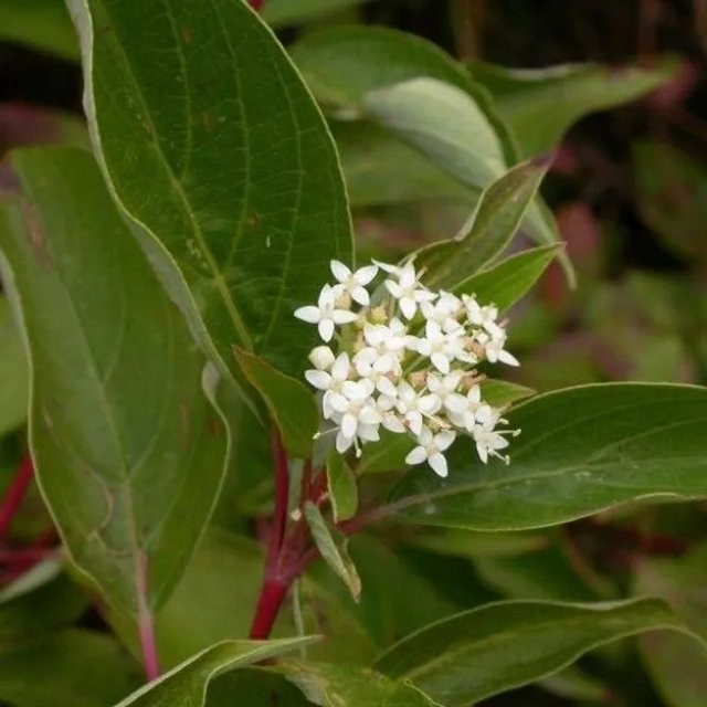 6er Set Arborix Hartriegel Kelseyi Cornus sericea Zierstrauch mit hellgrünem Laub im 9cm Topf - Bild 1