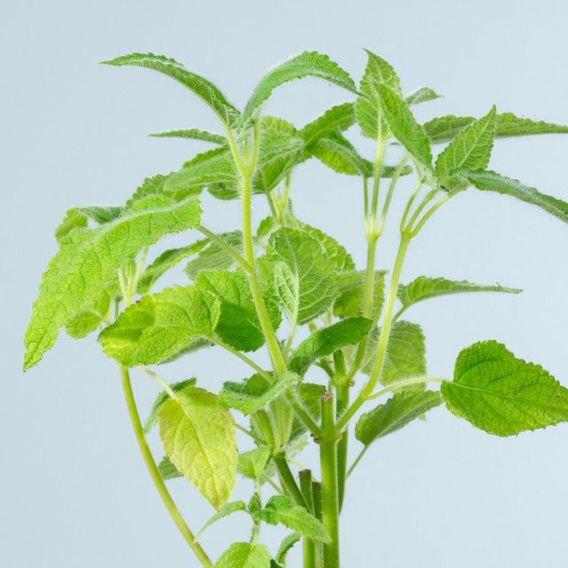 BIO Frucht-Salbei von BLUME2000, 3 Stück - Bild 1