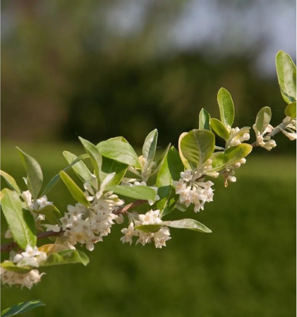 Honigbeere MyBerry Sweet Lonicera kamtschatica Beerenstrauch für deinen Garten - Bild 1