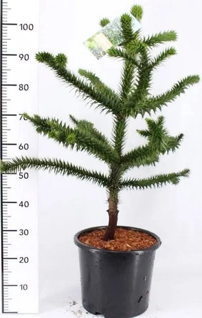 Pflanzen-Boering Araucaria Araucana Affenbaum Andentanne, Grün, Gesamthöhe: 80-90 cm - Bild 1