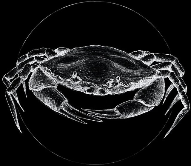Komar Wandbild Crab Black B: 50 cm, H: 70 cm - Bild 1