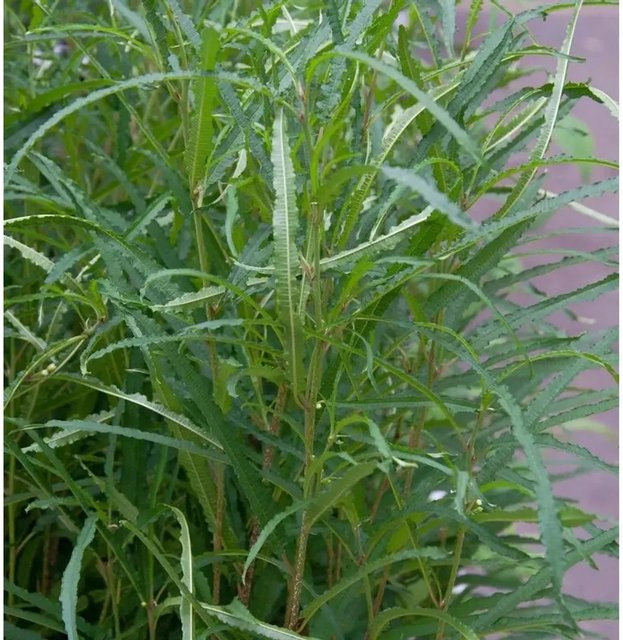 Schmalblättriger Faulbaum Rhamnus frangula Asplenifolia als grüner Strauch für deinen Garten, Höhe: 60-80 cm - Bild 1