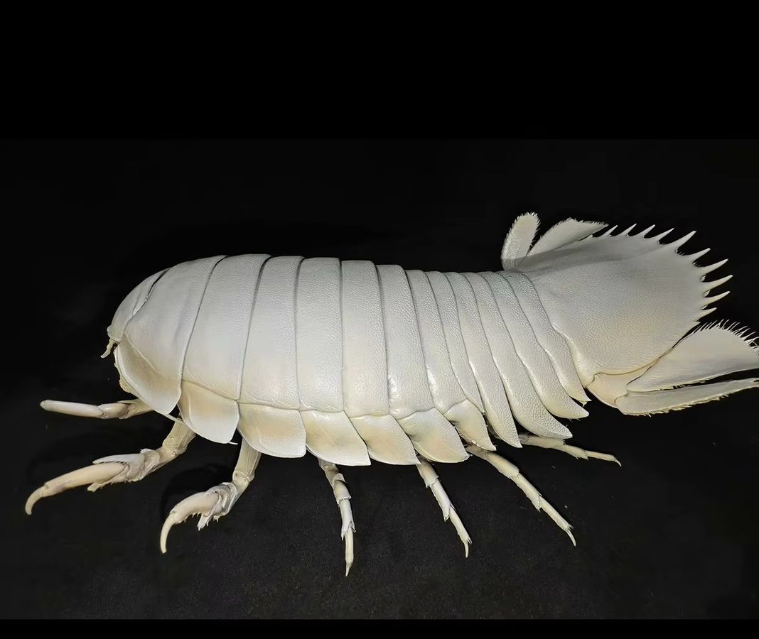 Bathynomus Giganteus Tierpräparatur ORIGIFTS Riesen-Isopod-Probenkollektion für die Heimdekoration und naturwissenschaftliche Bildung - Bild 2
