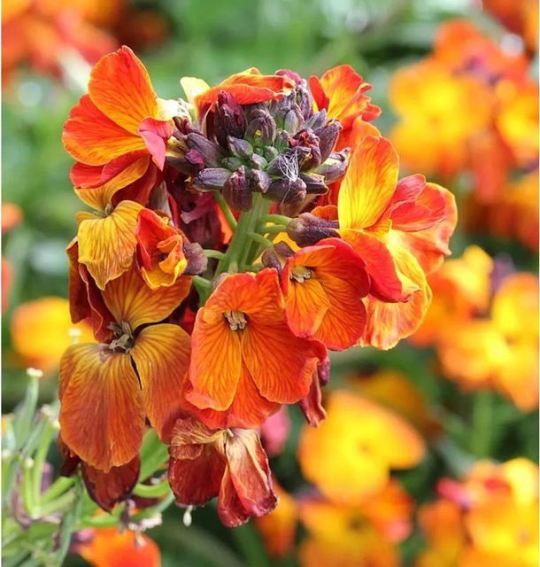 Erysimum cheir Goldlack gelbe Staude für den Garten - Bild 1