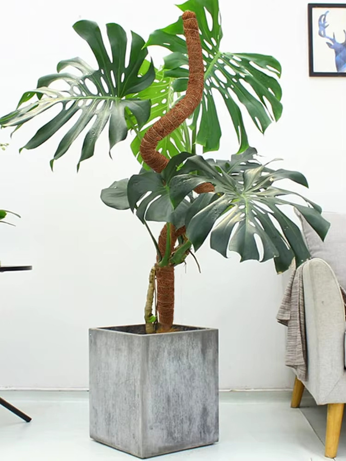 Biegbare Pflanzen-Kletterhilfe als Moosstange für Monstera und Palmen, braun, Höhe: 60-100 cm - Bild 5