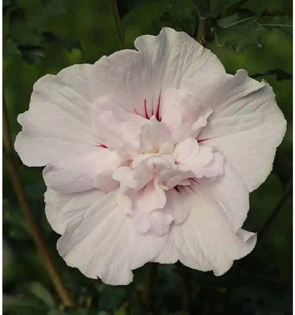 Hibiscus China Chiffon Garteneibisch in Weiß, Zierstrauch für den Garten - Bild 1