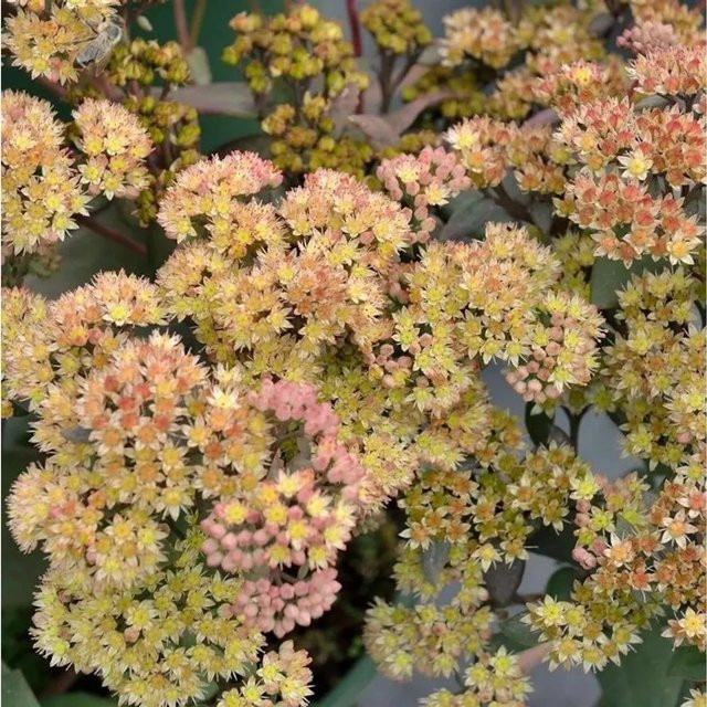 Große Fetthenne Yellow Xenox Sedum telephium gelbe Staude für Staudenbeete und Steingärten - Bild 1