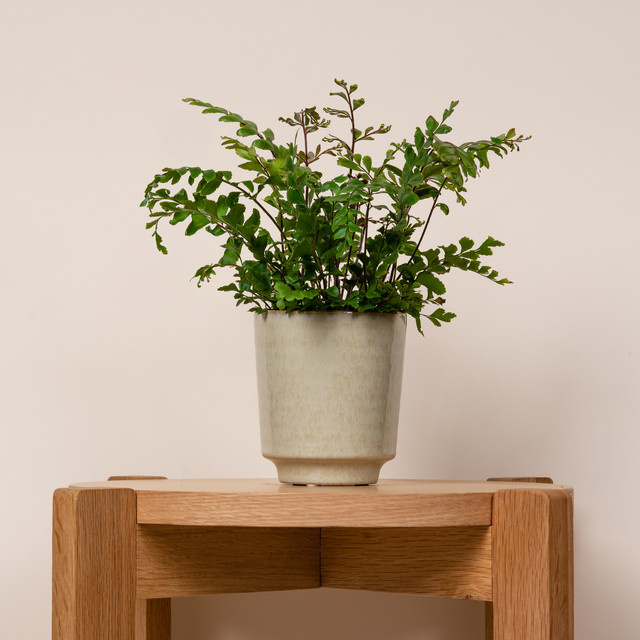 Orchideen Übertopf aus Keramik von BLUME2000 in Creme Beige Tabletop Höhe: 9,5 cm, Breite: 11,5 cm, Tiefe: 9,5 cm - Bild 1
