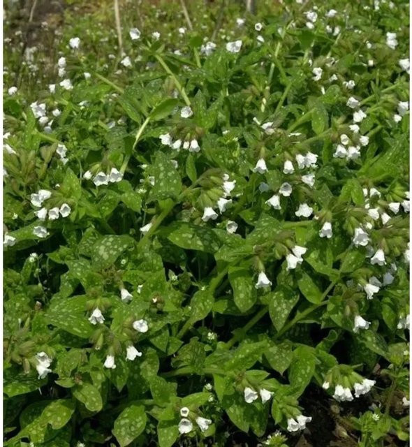 Weißes Echtes Lungenkraut Pulmonaria officinalis von Nr-01.de in Weiß und Grün als mehrjährige Topfpflanze - Bild 1