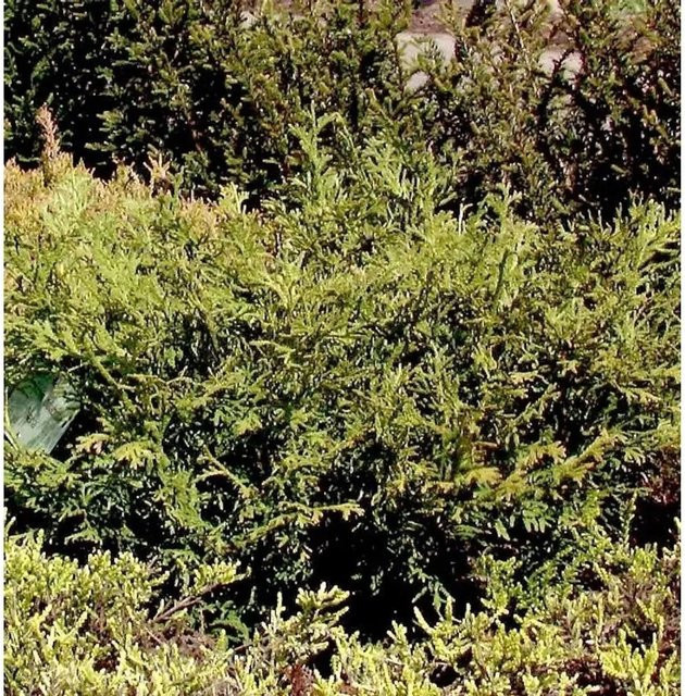 Zwerghibalebensbaum Thujopsis dolabrata als grüner Nadelstrauch für deinen Garten, Höhe: 30-40 cm - Bild 1