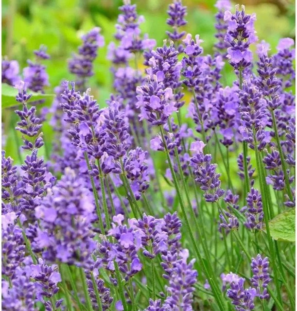 Echter Lavendel Lavandula angustifolia Essence Purple im Topf - Bild 1