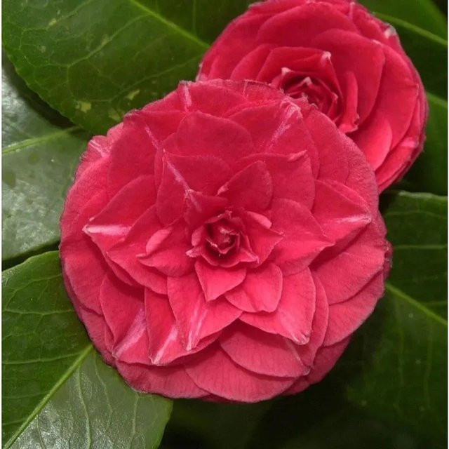 Kamelie Curly Lady Camellia japonica Zierstrauch in Pink, Höhe: 40-60 cm - Bild 1