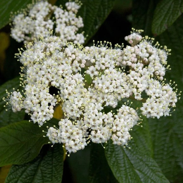 Immergrüner Zungen-Schneeball Viburnum rhytidophyllum von Nr-01.de, weiß-grüner Zierstrauch als Sichtschutz, Höhe: 125-150 cm - Bild 1