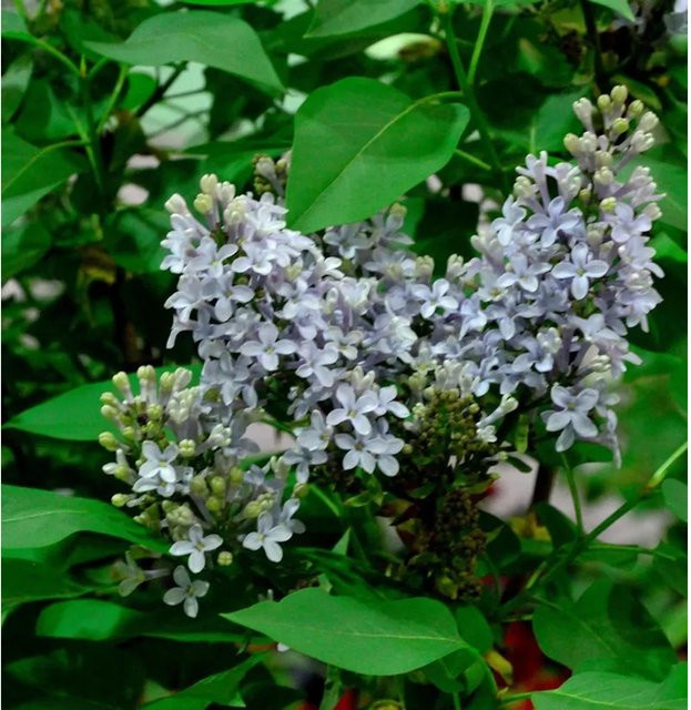 Edelflieder Amethyst Syringa vulgaris Kircher-Collection lila Strauch für den Garten - Bild 1