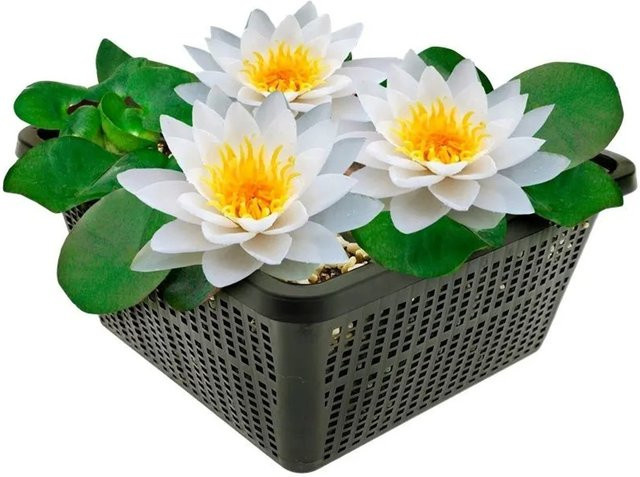 Vdvelde Weiße Seerose Nymphaea alba Komplettset für den Gartenteich inklusive Teichkorb, Substrat, Kies und Nahrung in Weiß - Bild 1