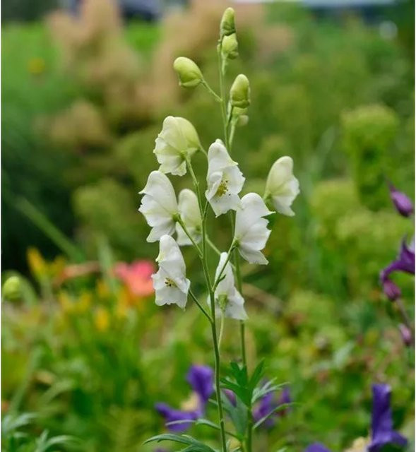 Aconitum napellus Album Eisenhut als blaue mehrjährige Zierpflanze im Topf - Bild 1