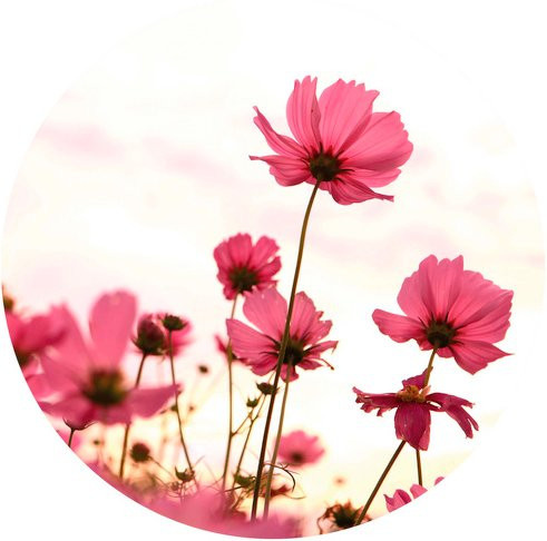 K&L Wall Art Vliestapete Runde Vliestapete mit pinken Kosmeen Blumen, mehrfarbig, matt, B: 284 cm, H: 284 cm - Bild 1