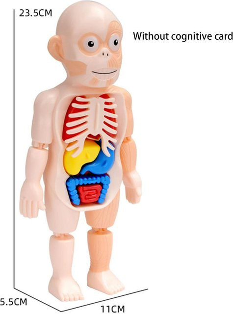 Yiran toy Montessori Wissenschaftliche Bildung Menschlicher Körper Anatomie Lernspielzeug ab 3 Jahren - Bild 1