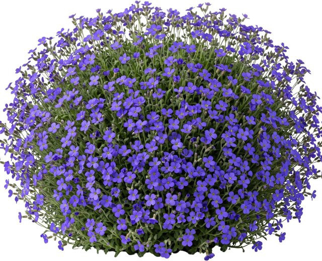 LaCaTho Blaukissen Aubrieta Samen für blaue Blüten als Steingarten Bodendecker, 2000 Stück - Bild 1