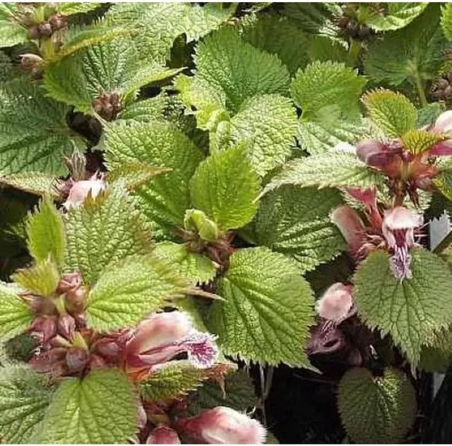 Große Waldnessel Lamium orvala als weiß blühender Bodendecker für deinen Garten - Bild 1