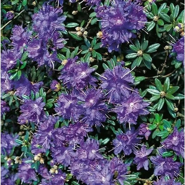 Zwerg Rhododendron Azurika Rhododendron impeditum in Lila von Nr-01.de - Bild 1