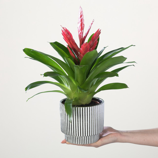 Vriesea Bromelie Intenso Pink von BLUME2000 in Pink und Grün - Bild 1