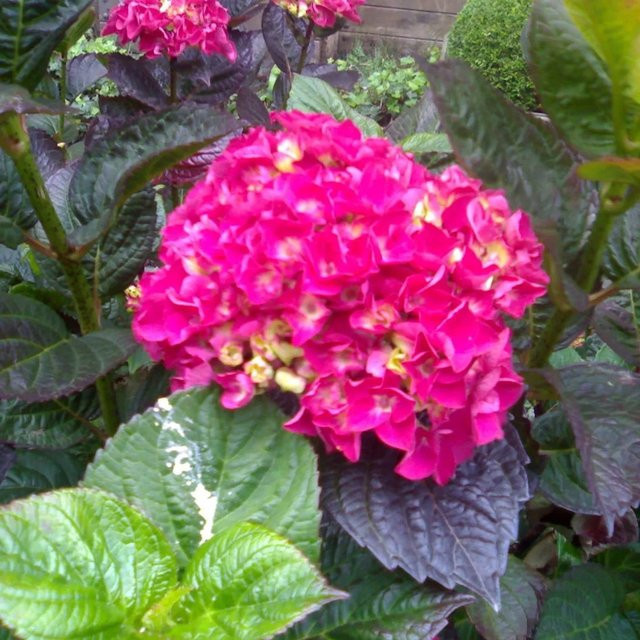 Arborix Hortensie Merveille Sanguine Hydrangea macrophylla mit kugelförmigen Blüten im Container, Höhe: 25 bis 30 cm - Bild 1