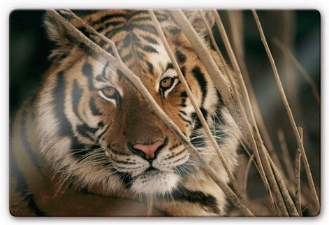 K&L Wall Art Glasbild Safari Katze Tiger Wanddeko Multicolor B: 60 cm, H: 40 cm - Bild 1