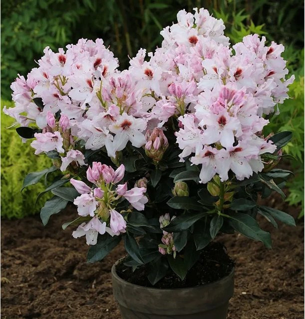 INKARHO Rhododendron Graffito Alpenrose pink, großblumiger Strauch im Topf - Bild 1