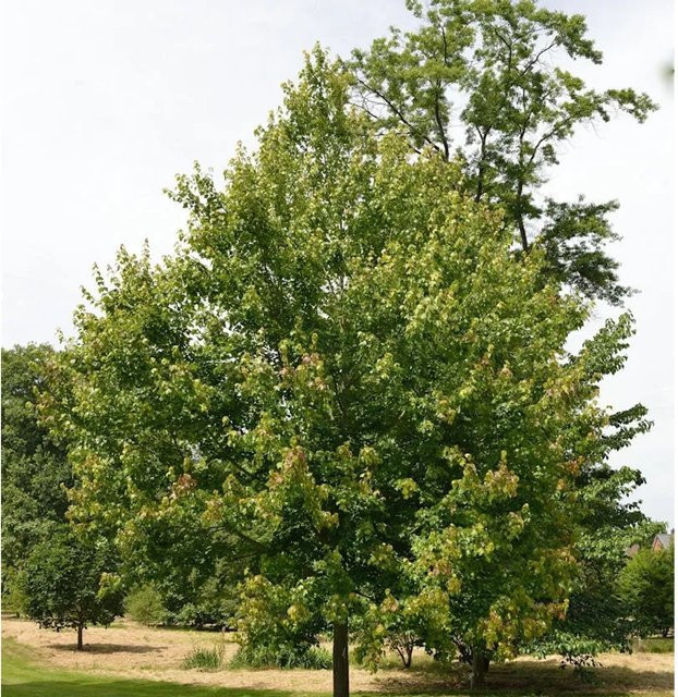 Rotahorn Acer rubrum October Glory Ahorn Baum, Höhe: 100-125 cm - Bild 1