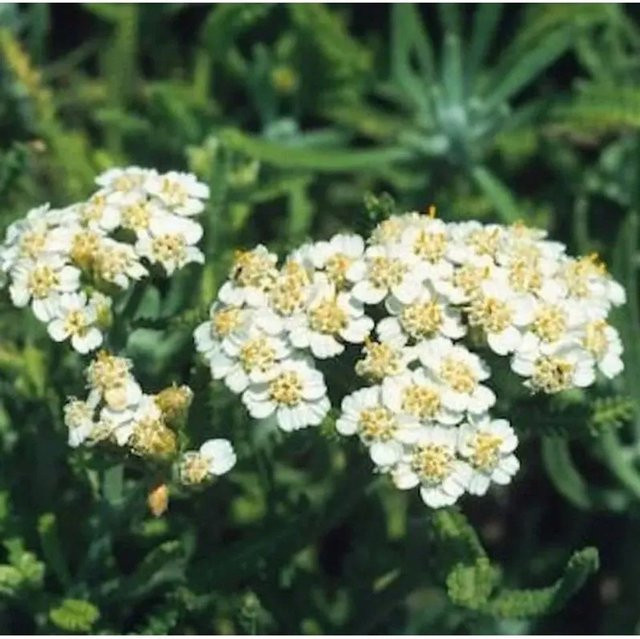 Achillea kellereri Zwerg Schafgarbe von Nr-01.de als mehrjährige Pflanze für Steingärten und Beeteinfassungen - Bild 1
