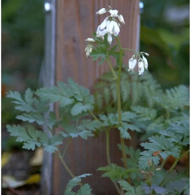 Cortusa matthioli Heilglöcklein Alpen Glöckchen Alba - Weiße Staude für Garten und Steingarten - Bild 1