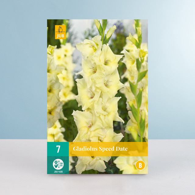 Gladiole Speed Date von BLUME2000 mit 7 Knollen für Garten, Kübel oder Balkon - Bild 1