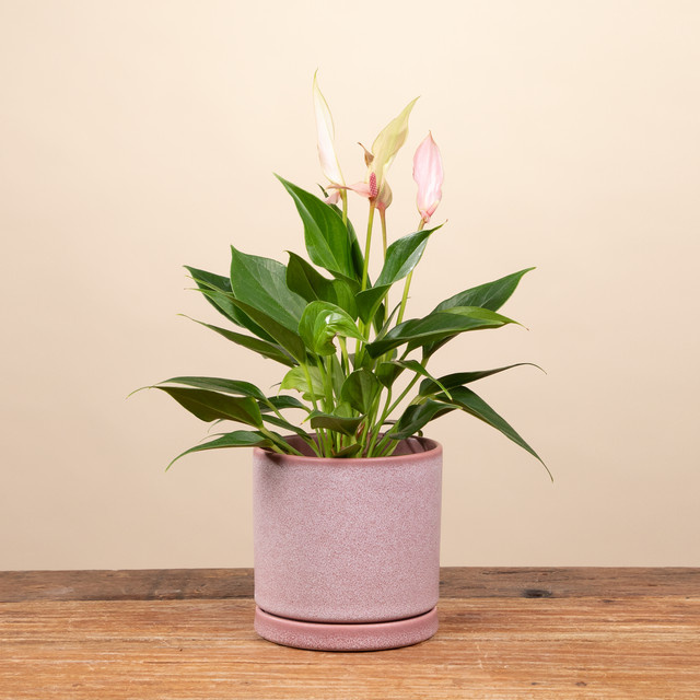 Blumentopf Keramik Portugal von Blume2000 in Rosa mit Untersetzer, Höhe: 11 cm, Durchmesser: 10,5 cm - Bild 1