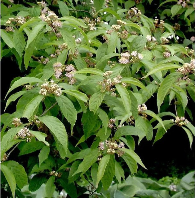 Callicarpa japonica Weißbeeriger Liebesperlenstrauch als Hochstamm in Weiß und Grün, Höhe: 80-100 cm - Bild 1
