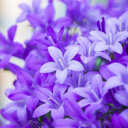 Polster-Glockenblume in Lila und Blau zur Dekoration - Bild 1