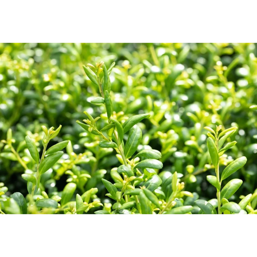 Ilex Crenata Convexa Japanische Stechpalme Immergrün als Heckenpflanze, Höhe: 80–90 cm - Bild 2